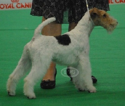 du Moulin des Licornes - Spéciale Fox-Terrier 2009