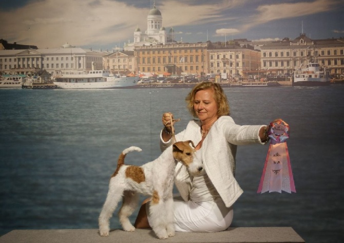 du Moulin des Licornes - World Dog Show 2014 Helsinki (Finlande)