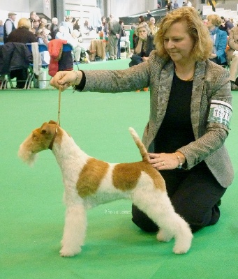 du Moulin des Licornes - Crufts 2012